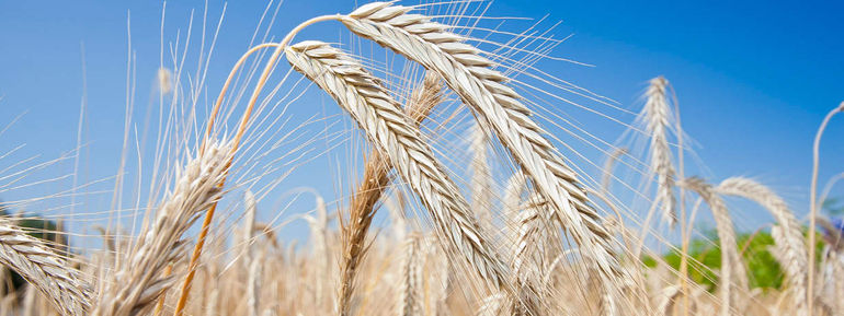 Getreidefeld vor blauem Himmel