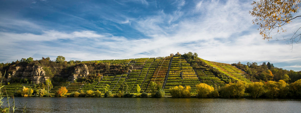 Am Lauffener Krappenfelsen wächst bester württembergischer Wein