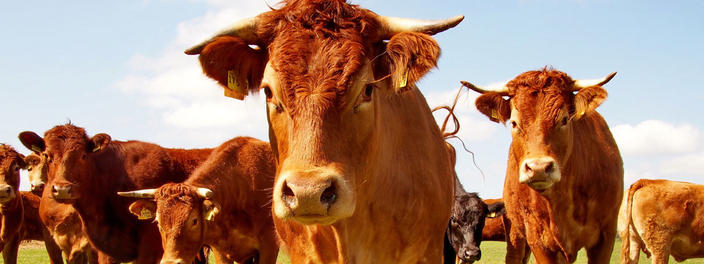 EU schnürt Hilfspaket für den Milchsektor, Foto Uschi Dreiucker pixelio
