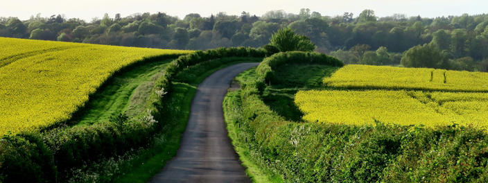 Landstraße zwischen grünen Feldern, am Horizont Bäume