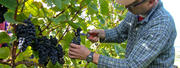 Weinberge Winzergenossenschaft Wolfenweiler eG, Schallstadt